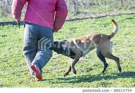 training of belgian shepherd 86013754