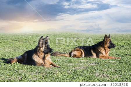 training of obedience for dogs 86013758