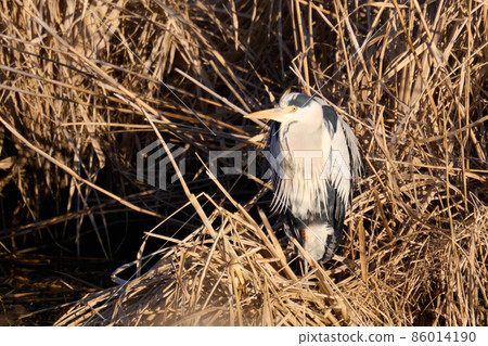 Lake Teganuma Wild Bird Winter Gray Heron 86014190