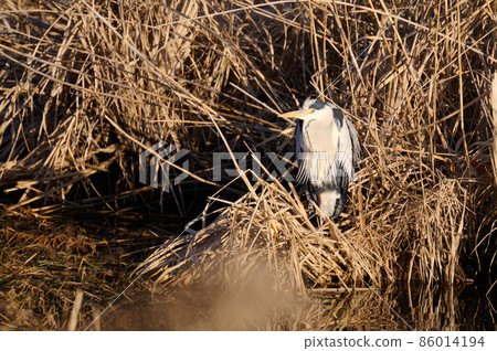 Lake Teganuma Wild Bird Winter Gray Heron 86014194
