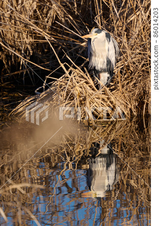 Lake Teganuma Wild Bird Winter Gray Heron Lake Teganuma Wild Bird Winter Gray Heron 86014203