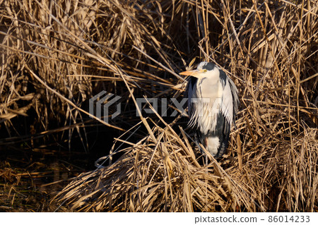 Lake Teganuma Wild Bird Winter Gray Heron 86014233