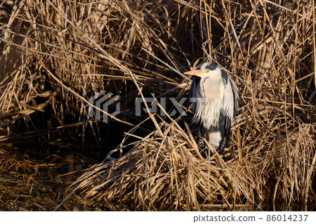 Lake Teganuma Wild Bird Winter Gray Heron Lake Teganuma Wild Bird Winter Gray Heron 86014237