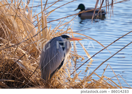 Lake Teganuma Wild Bird Winter Gray Heron 86014283
