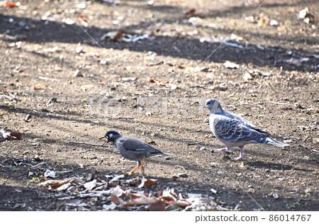 Pheasant and Starling 86014767