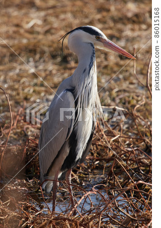 手加沼湖野鳥冬季灰鷺 手加沼湖野鳥冬季灰鷺 86015168