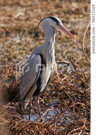 手加沼湖野鳥冬季灰鷺 手加沼湖野鳥冬季灰鷺 86015169