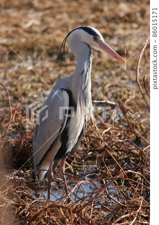 手加沼湖野鳥冬季灰鷺 手加沼湖野鳥冬季灰鷺 86015171