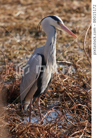 手加沼湖野鳥冬季灰鷺 手加沼湖野鳥冬季灰鷺 86015172
