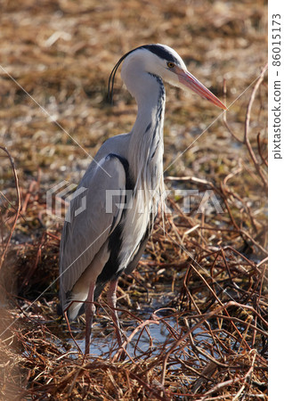 手加沼湖野鳥冬季灰鷺 手加沼湖野鳥冬季灰鷺 86015173