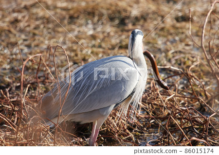 手加沼湖野鳥冬季灰鷺 手加沼湖野鳥冬季灰鷺 86015174