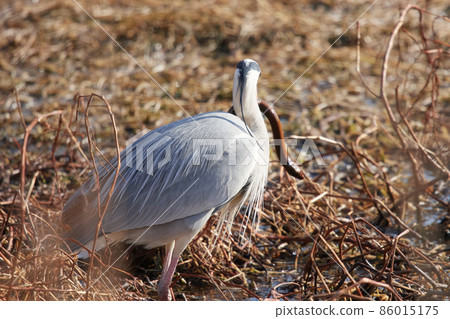 手加沼湖野鳥冬季灰鷺 手加沼湖野鳥冬季灰鷺 86015175