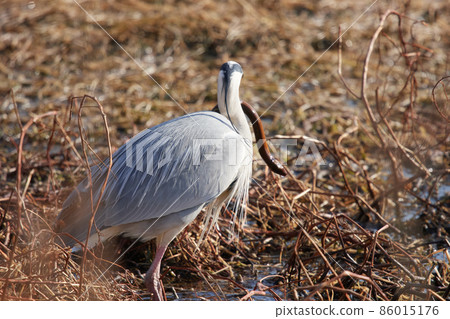 手加沼湖野鳥冬季灰鷺 手加沼湖野鳥冬季灰鷺 86015176