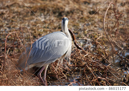 Lake Teganuma Wild Bird Winter Gray Heron Lake Teganuma Wild Bird Winter Gray Heron 86015177