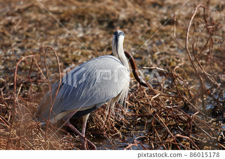 手加沼湖野鳥冬季灰鷺 手加沼湖野鳥冬季灰鷺 86015178