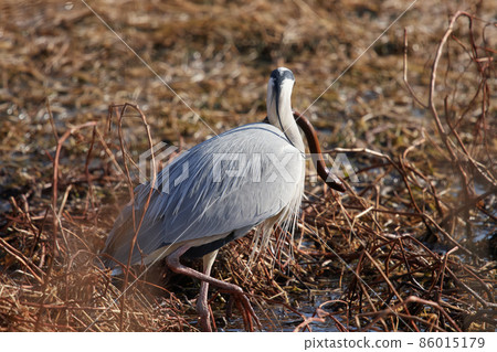 Lake Teganuma Wild Bird Winter Gray Heron 86015179