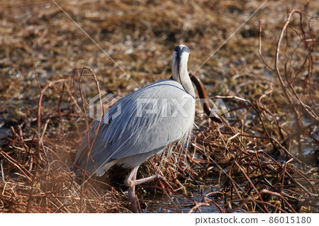 手加沼湖野鳥冬季灰鷺 手加沼湖野鳥冬季灰鷺 86015180