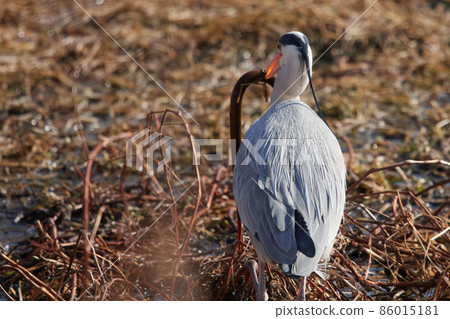 手加沼湖野鳥冬季灰鷺 手加沼湖野鳥冬季灰鷺 86015181