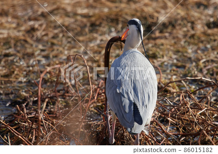 手加沼湖野鳥冬季灰鷺 手加沼湖野鳥冬季灰鷺 86015182