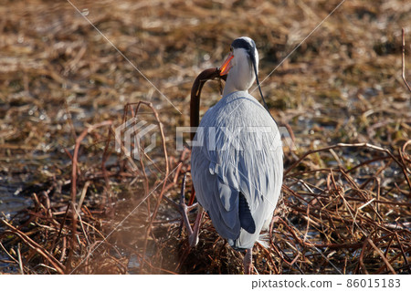 手加沼湖野鳥冬季灰鷺 手加沼湖野鳥冬季灰鷺 86015183