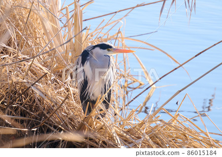 手加沼湖野鳥冬季灰鷺 手加沼湖野鳥冬季灰鷺 86015184