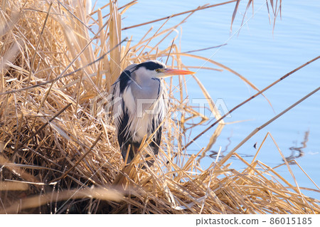 Lake Teganuma Wild Bird Winter Gray Heron Lake Teganuma Wild Bird Winter Gray Heron 86015185