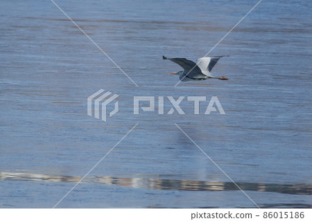 Lake Teganuma Wild Bird Winter Gray Heron Lake Teganuma Wild Bird Winter Gray Heron 86015186