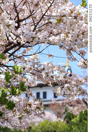 Hokkaido Matsumae Spring Matsumae Castle Hokkaido Matsumae Spring Matsumae Castle 86015270