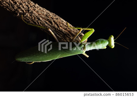 Macro Mantis Green on the Branch 86015653