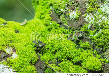 Background Macro Moss Background Macro Moss 86015658