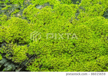 Background Macro Moss Background Macro Moss 86015659