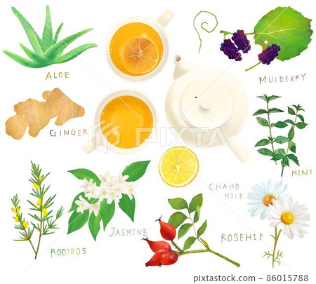草藥和植物葉保健茶和茶杯套裝插圖材料,用於放鬆和美容 草藥和植物葉保健茶和茶杯套裝插圖材料,用於放鬆和美容 86015788