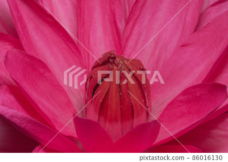 Close up image of a lotus red Close up image of a lotus red 86016130