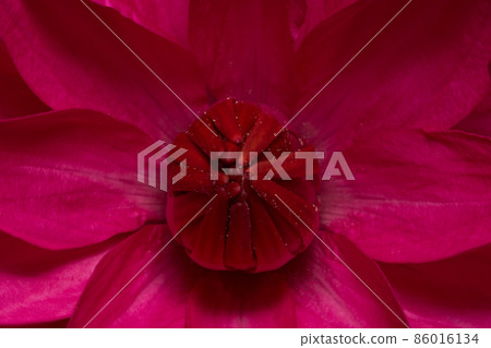 Close up image of a lotus red 86016134