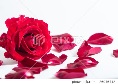 Background macro red roses 86016142