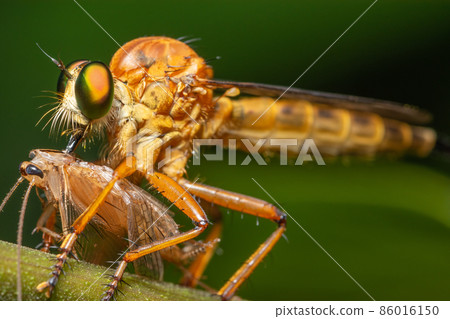 Macro Robber fly on leaf 86016150