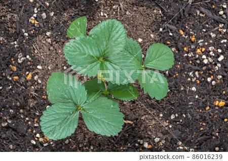 草莓苗 易草莓 86016239