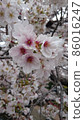 櫻花盛開 86016247