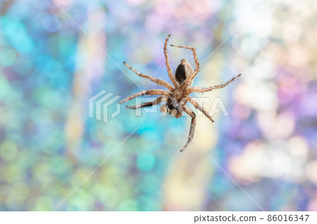 Macro spider colorful background Macro spider colorful background 86016347