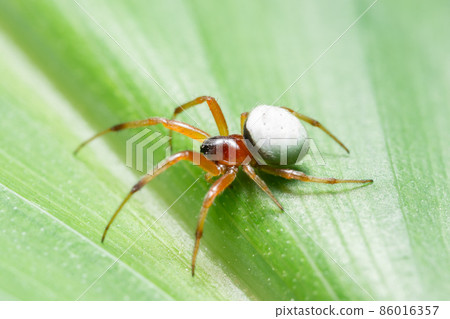 Macro Spider on a green background foliage 86016357