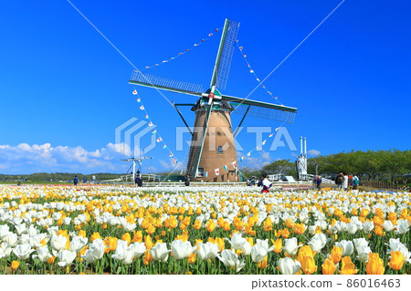 [Chiba] Tulips under sunny weather (Sakura Furusato Square) 86016463