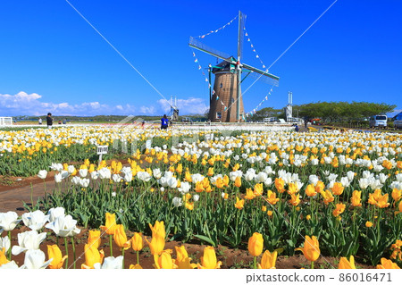 [千葉]晴天下的鬱金香（櫻花故鄉廣場） 86016471