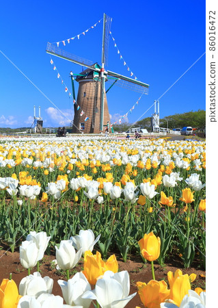 [千葉]晴天下的鬱金香（櫻花故鄉廣場） 86016472