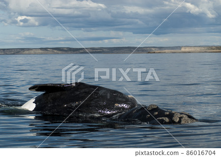 Whale Patagonia Argentina Whale Patagonia Argentina 86016704