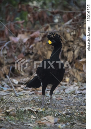 Bare faced Curassow, in a jungle environment, Pantanal Brazil Bare faced Curassow, in a jungle environment, Pantanal Brazil 86016705