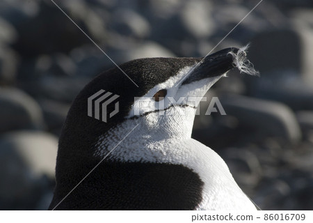 Chinstrap Penguin, Paulet island, Antartica, Scientific name,Pygoscelis antarcticus Chinstrap Penguin, Paulet island, Antartica, Scientific name,Pygoscelis antarcticus 86016709