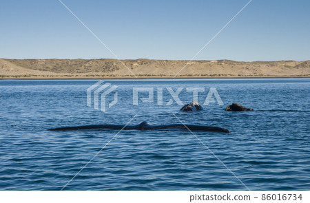 Whale Patagonia Argentina Whale Patagonia Argentina 86016734