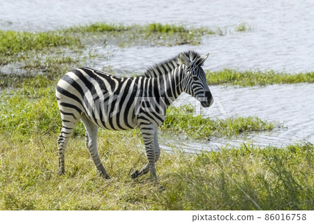 Herd of zebras in the African savannah 86016758