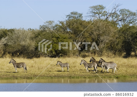 Herd of zebras in the African savannah 86016932