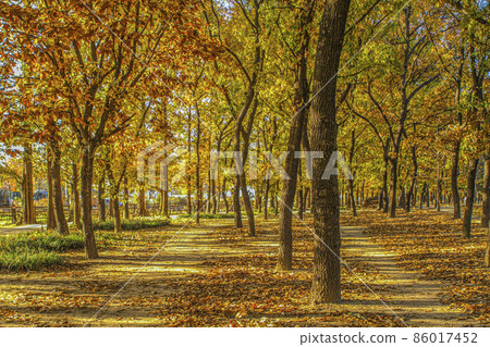 一山湖公園的森林 一山湖公園的森林 86017452